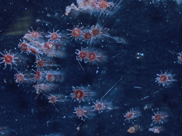 Diadema sea urchin settlers